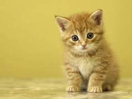 Un gatito