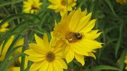 Una flor