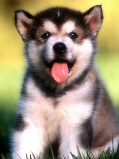 cuttie