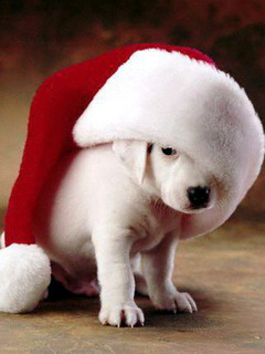 beutiful puppy