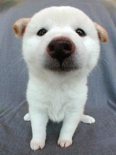 cute puppy
