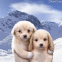 liitle dogs
