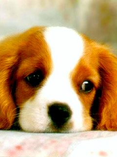 cute dog