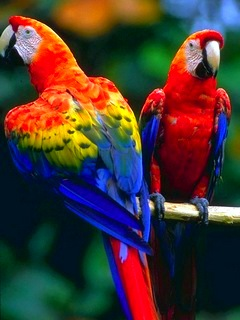 lovely parrots