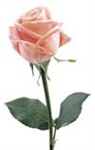 Barbara's Roses