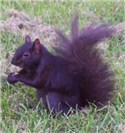 Squirrel Giving!