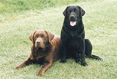 dogs