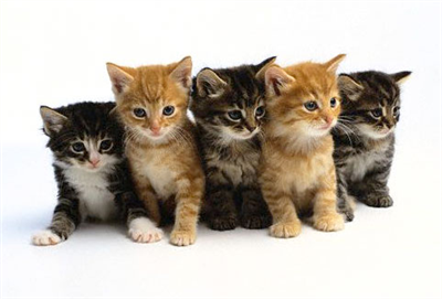 Cats