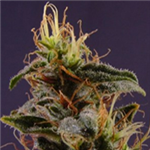 Deal A Pot