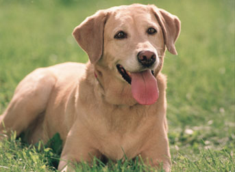 KÖPEK