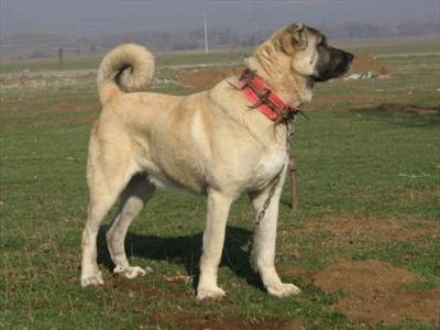 Hangi Köpek