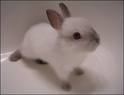 Gift Arora