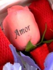 Amor