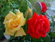 Red and Roes