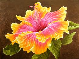 Hibiscus