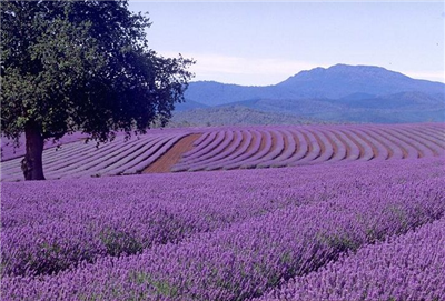 Lavendar