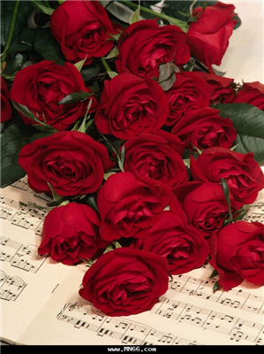 red flowers 