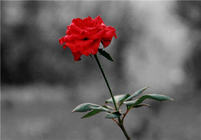 Hediye 5