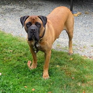Hangi Köpeksin85