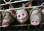Swine Flu