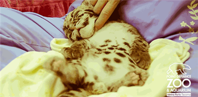 Pet the Kitty!