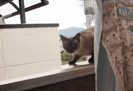 Gracefully Cat!