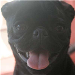 Funny Pugs Gifts!