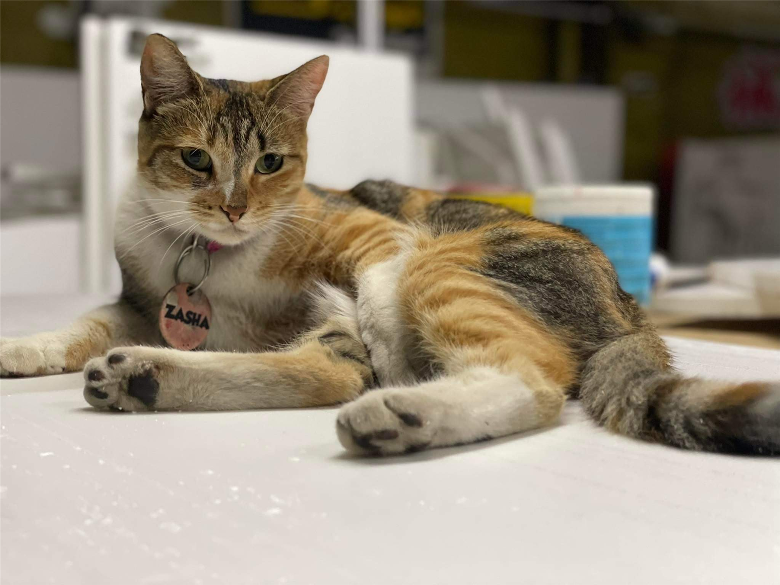 Que Animal Doméstico Seres?