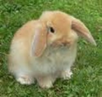 Quel Animal Serait Tu????