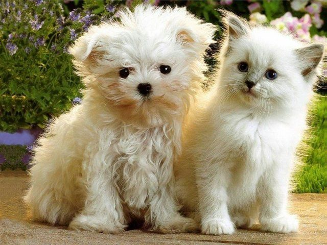 Kedimisin Köpekmisin