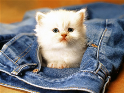 CUTE CAT