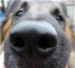 Nose Ball