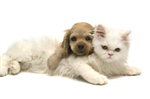1 Million Cats And Dogs' Lovers 