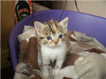 Adopt A Kitten