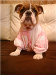 İ Love Dog