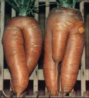 Aimez-Vous Les Carottes?
