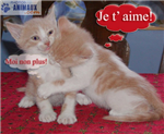 Chats Alors!!