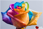 Send Beautiful Rose