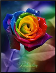 Random Gifts