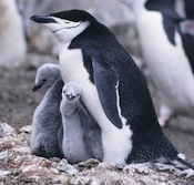 What Kind Of Winter Animal Are You?