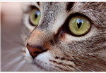 Cat Mania